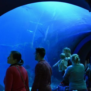 hullaquarium.jpg